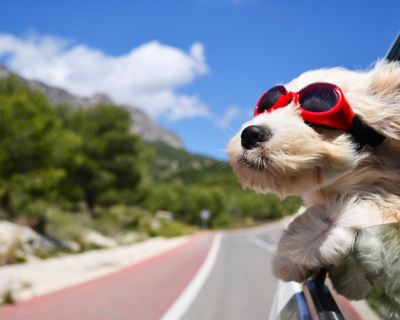 Картинка: Собака, нос, шерсть, очки, уши, дорога, авто, небо, облака, ветер, едет, скорость