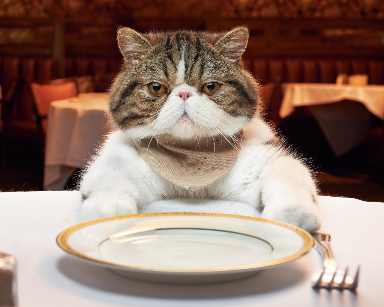 Картинка: Кот, морда, вилка, стол, тарелка, ресторан