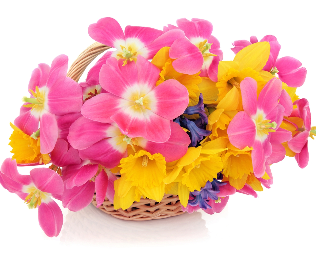 Картинка: Цветы, букет, нарциссы, тюльпаны, корзинка, праздник, белый фон, весна