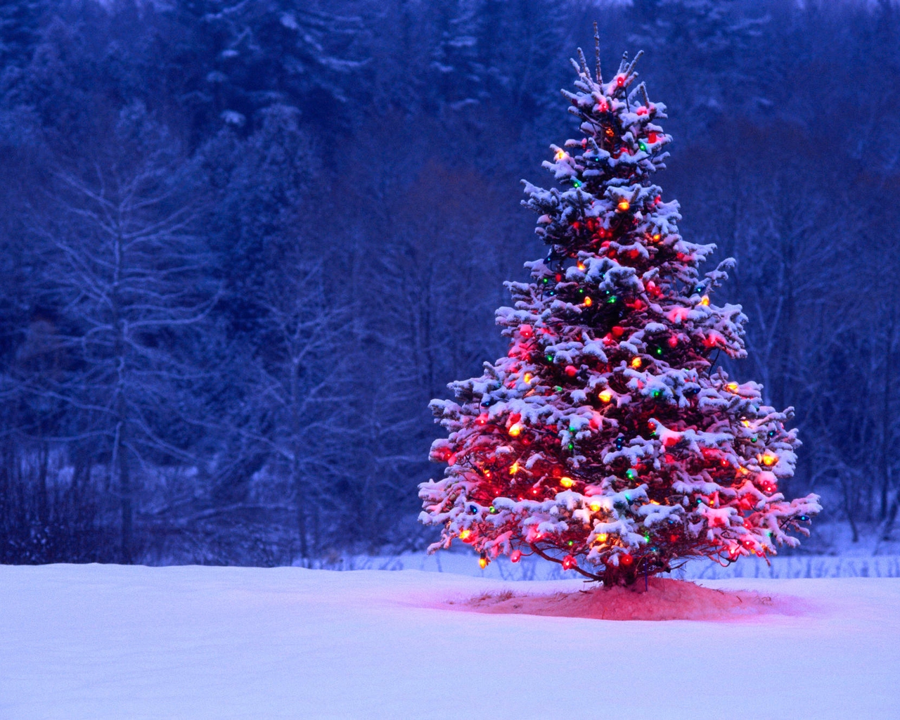 Image: Tree, needles, tree, snow, garland