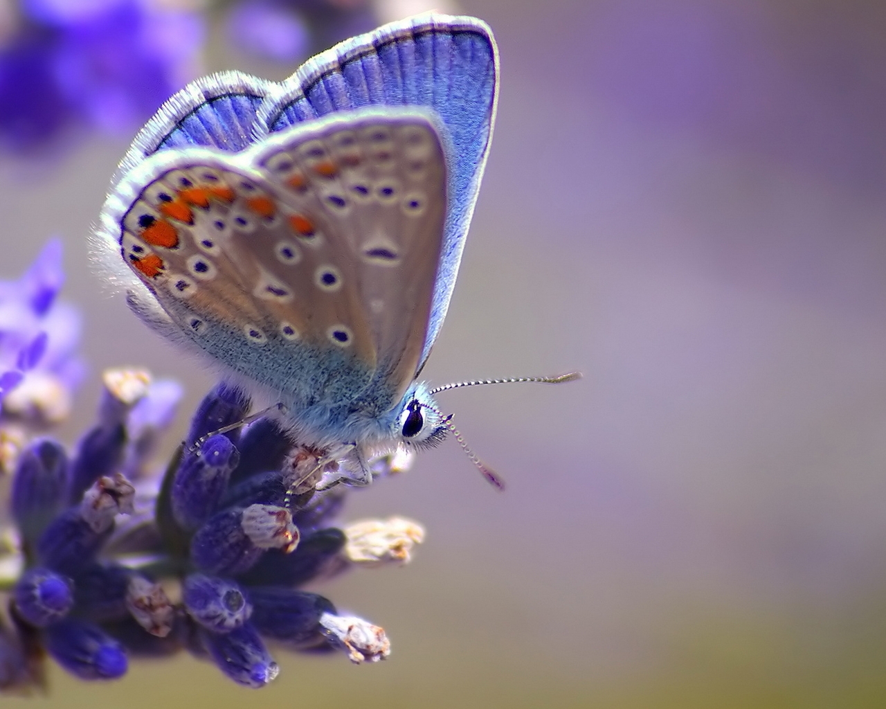 Картинка: бабочка, синяя бабочка, синие цветы, природа