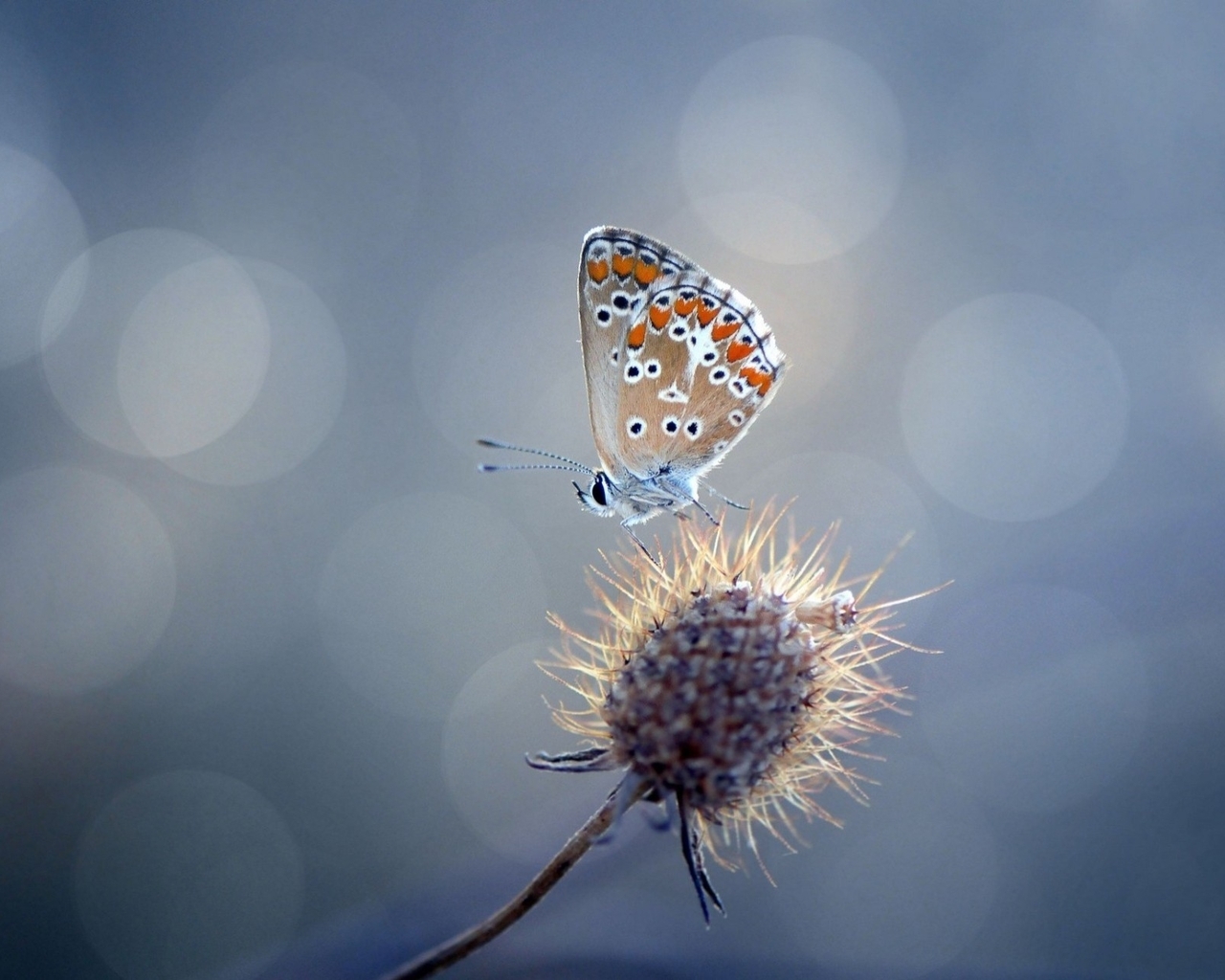 Image: Butterfly, plant, blue head, flares