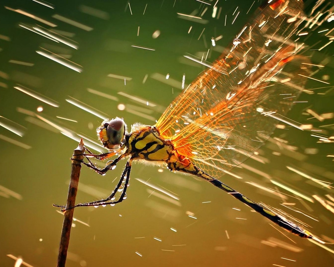 Image: Dragonfly, wings, splashes, drops, branch, sitting