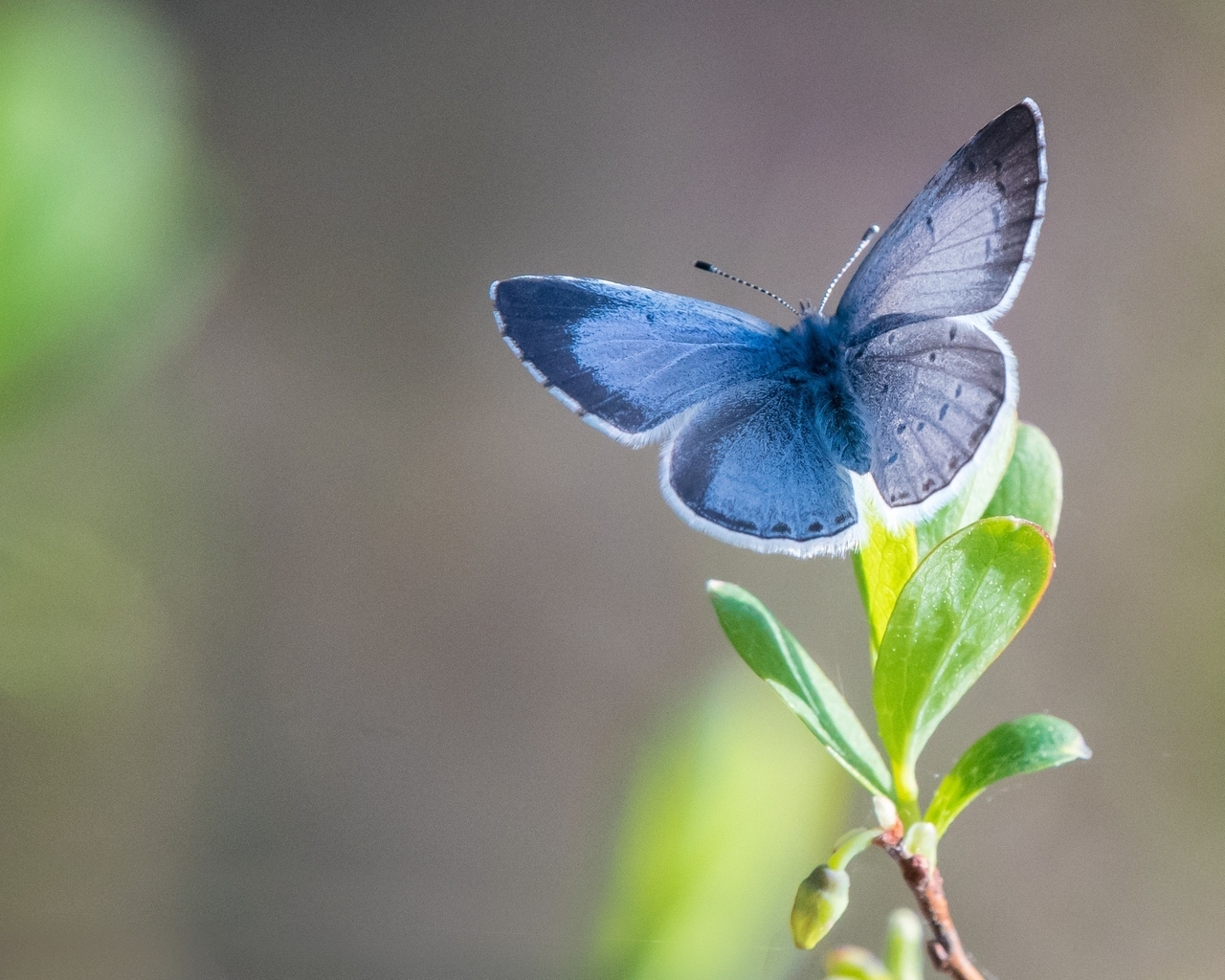Image: Butterfly, wings, blue, plant, leaf