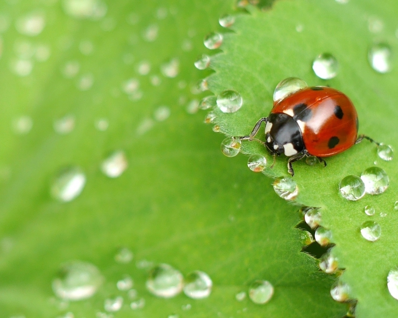 Image: Leaf, drops, dew, ladybug, sitting, macro