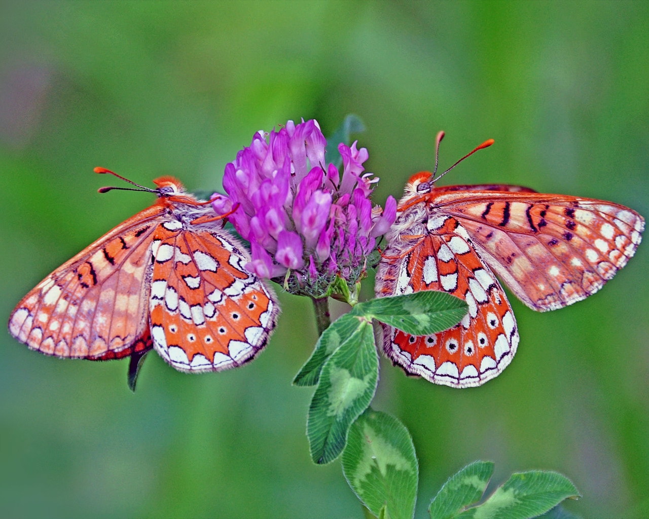 Image: Butterfly, wings, clover, sitting