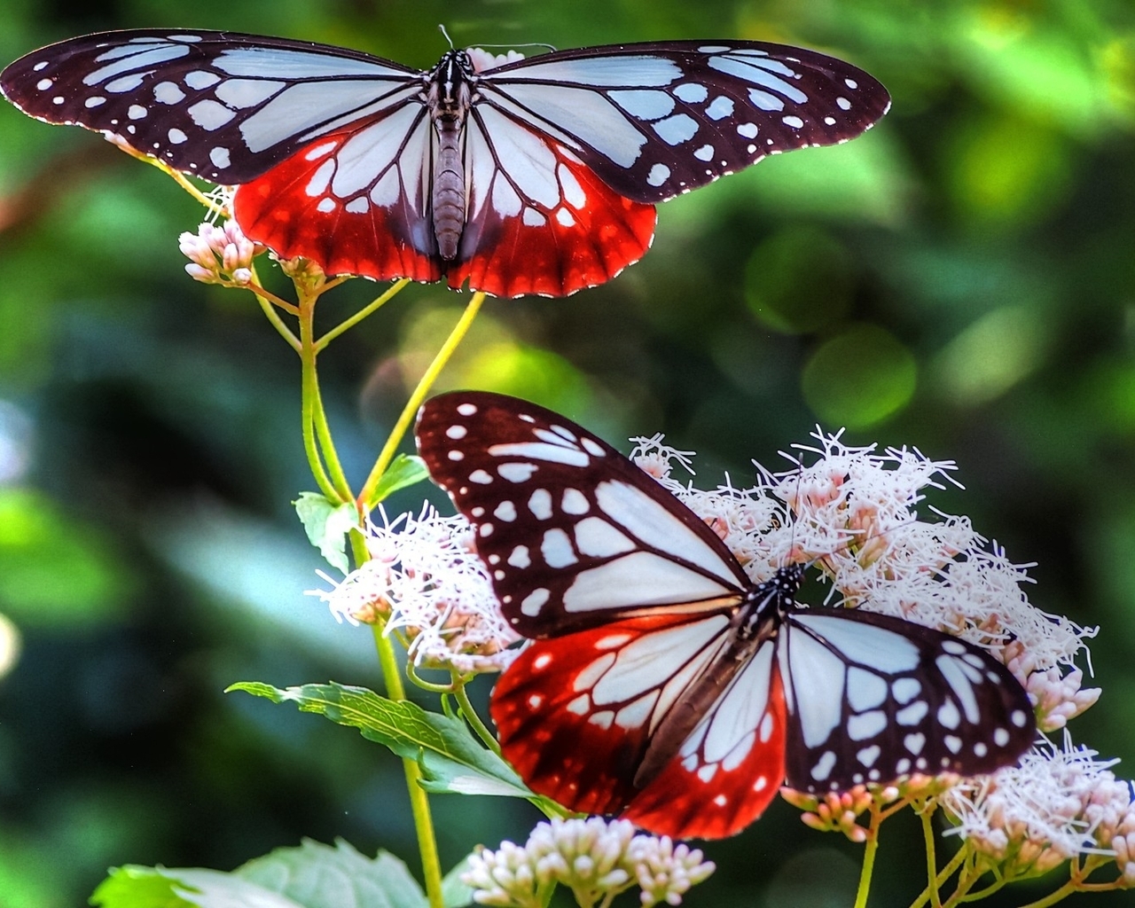 Картинка: Бабочки, сидят, цветок, крылья, окрас