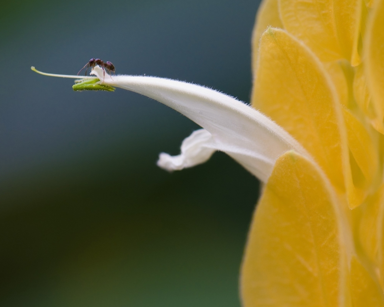 Image: Ant, petals, flower, yellow, macro, close-up
