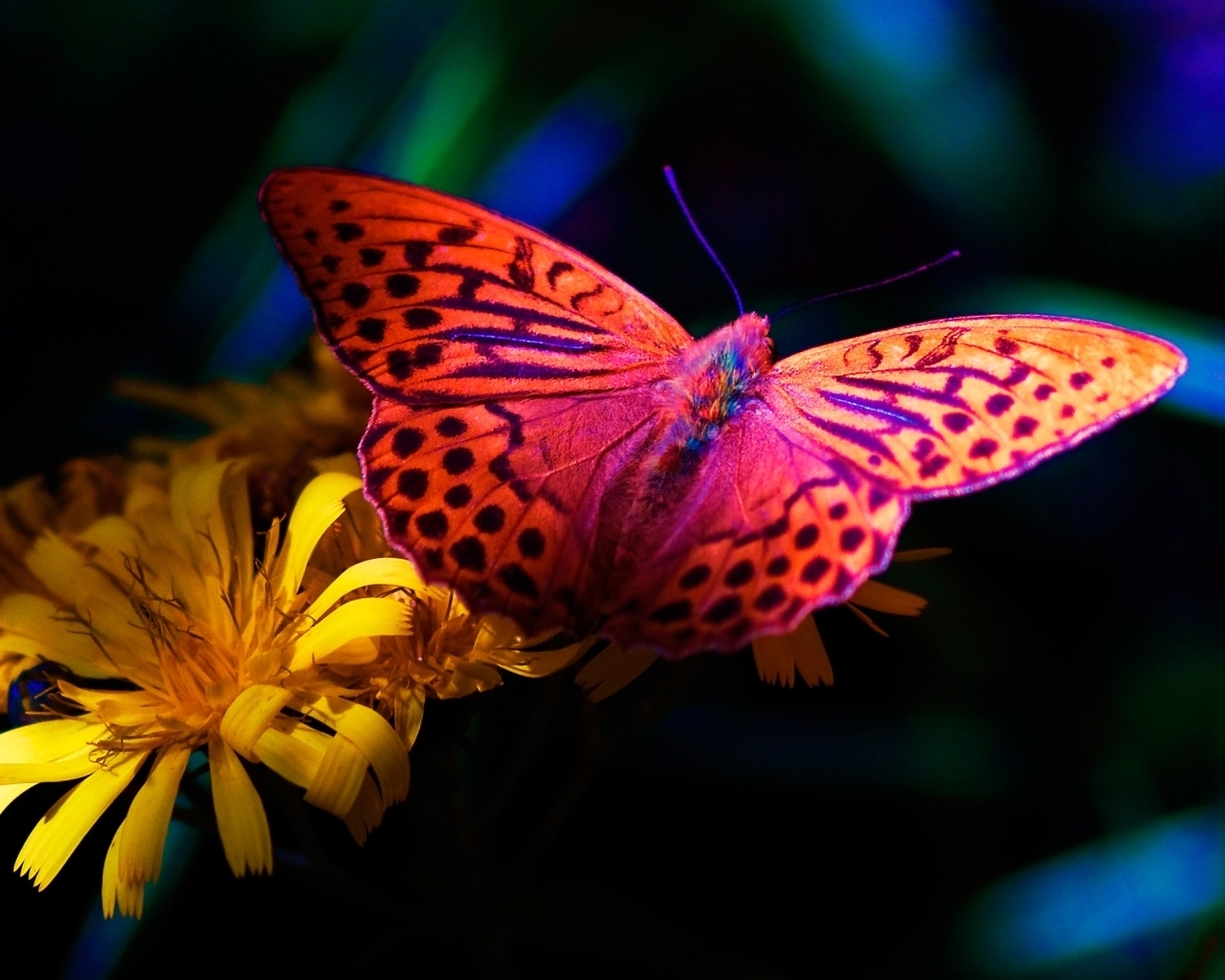 Картинка: бабочка, жёлтые цветы, ночь, природа