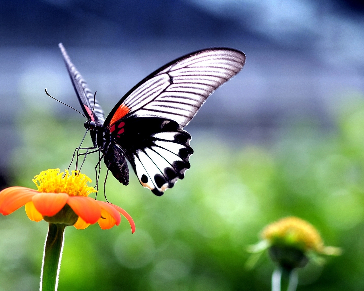 Картинка: Бабочка, крылья, нектар, пьёт, цветок, блики