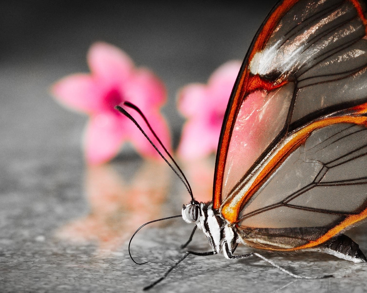Image: butterfly, flowers, nature, beauty
