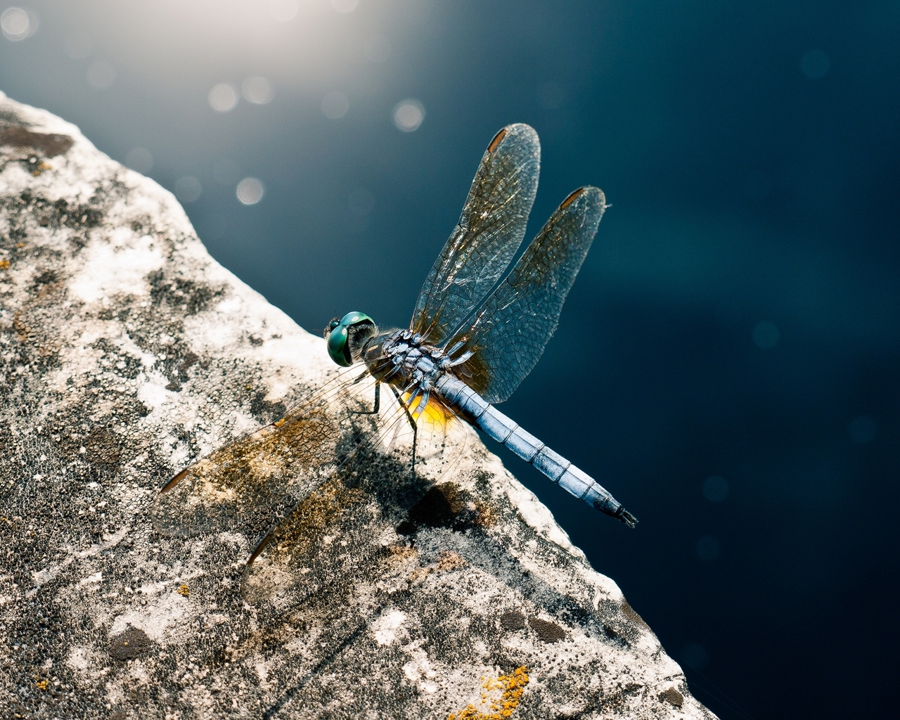 Image: Dragonfly, body, wings, eye, stone