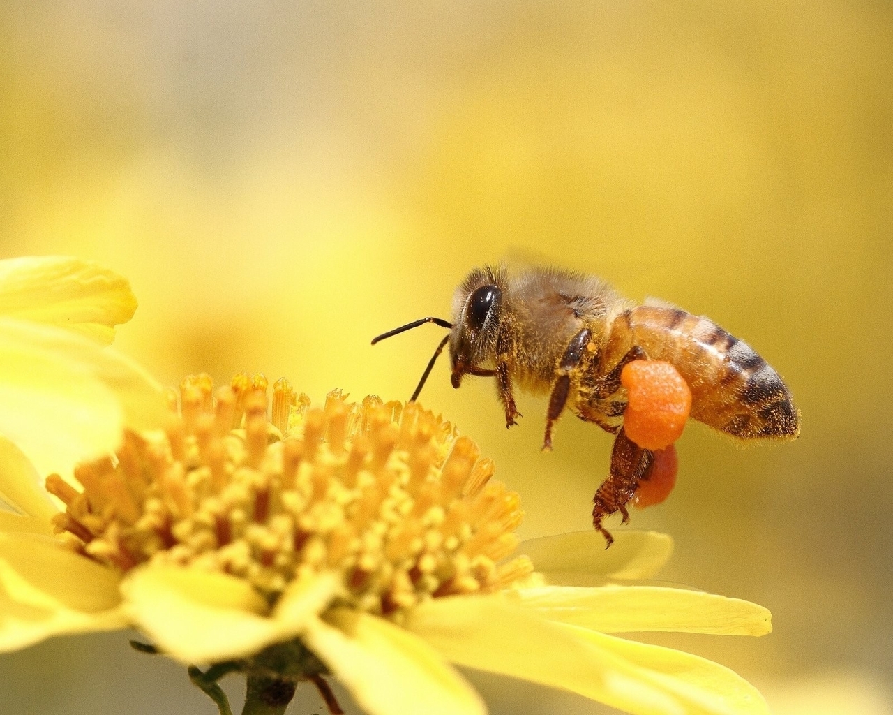 Image: Bee, collection, flower, yellow
