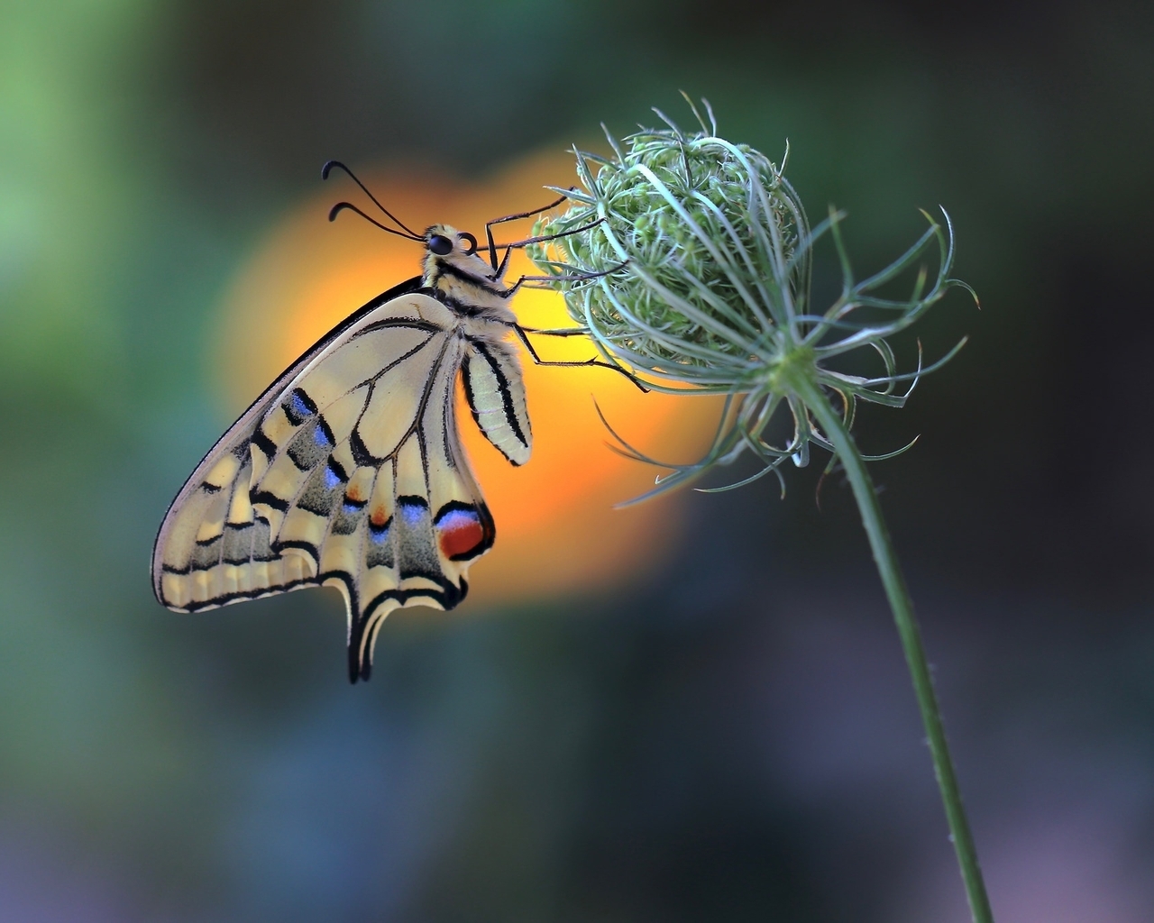Image: Swallowtail, butterfly, color, wings, flower, bud, blurred background