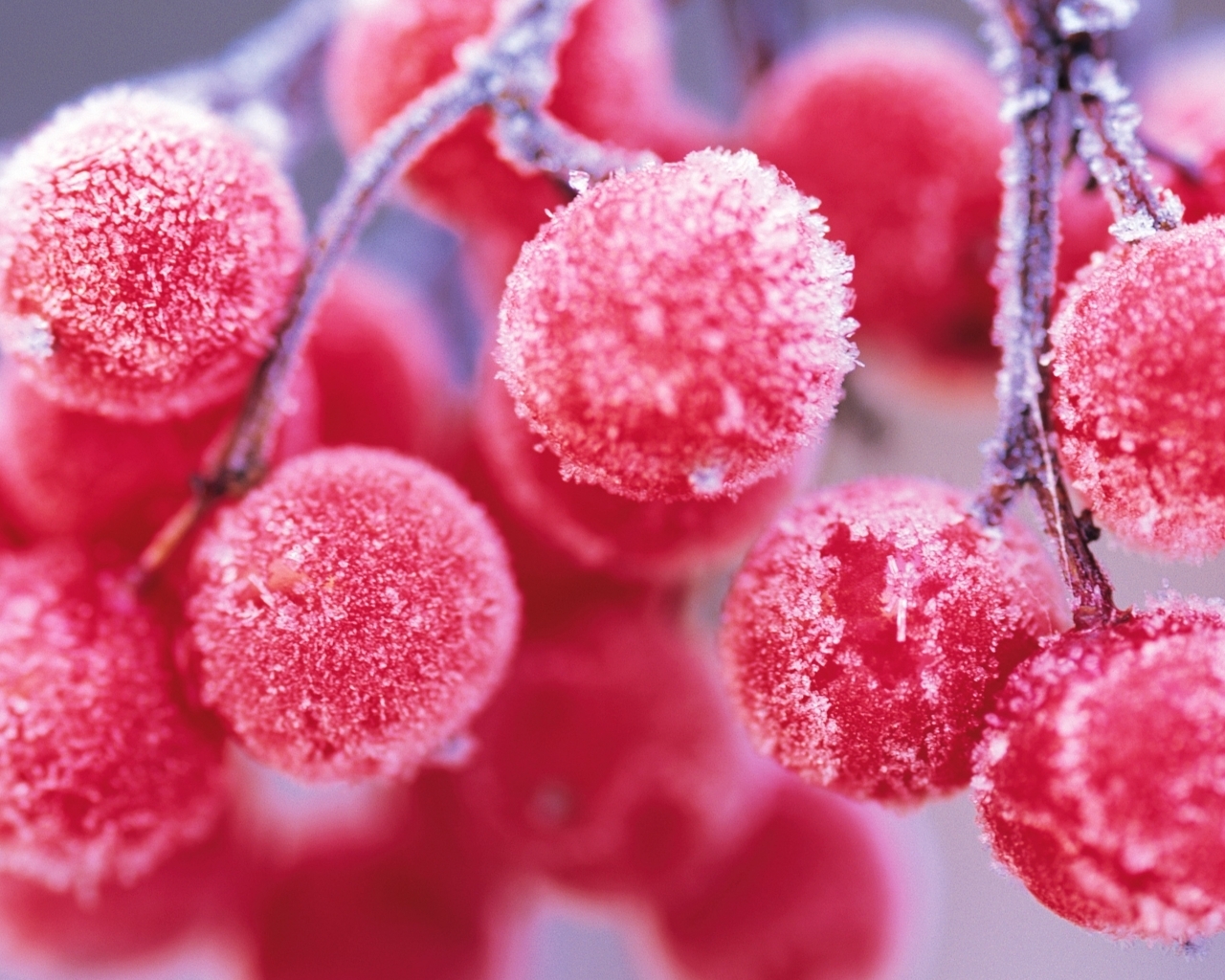 Image: Berries, rowan, branch, hoarfrost, frozen, blur