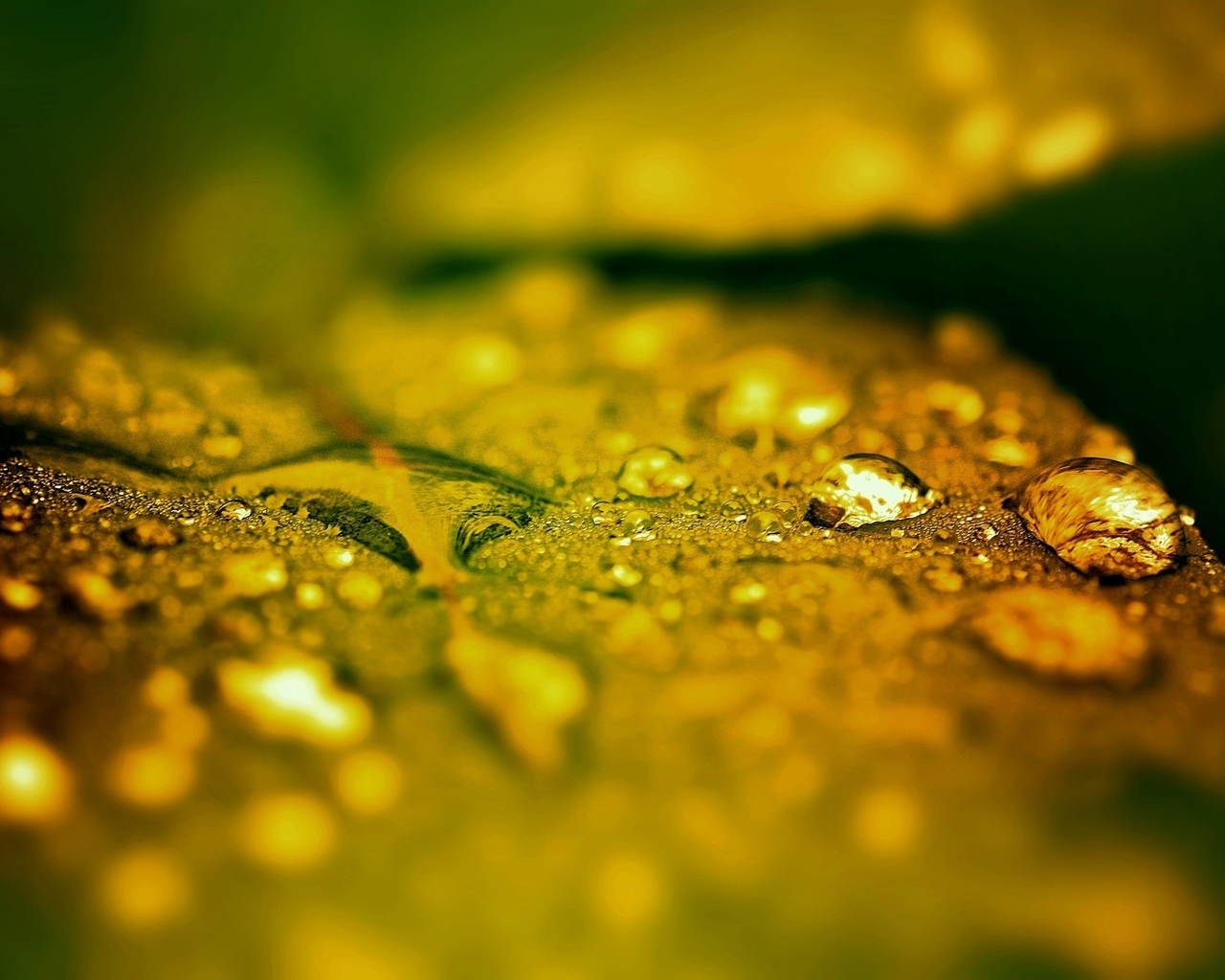 Image: Drop, leaf, focus, water