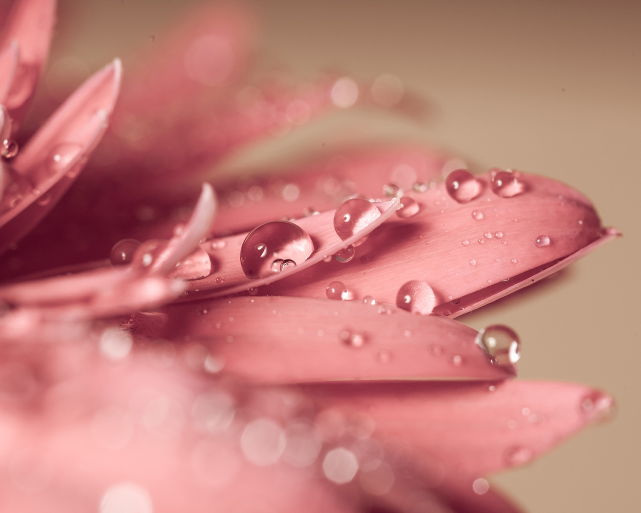 Картинка: Цветок, розовый, лепестки, капли