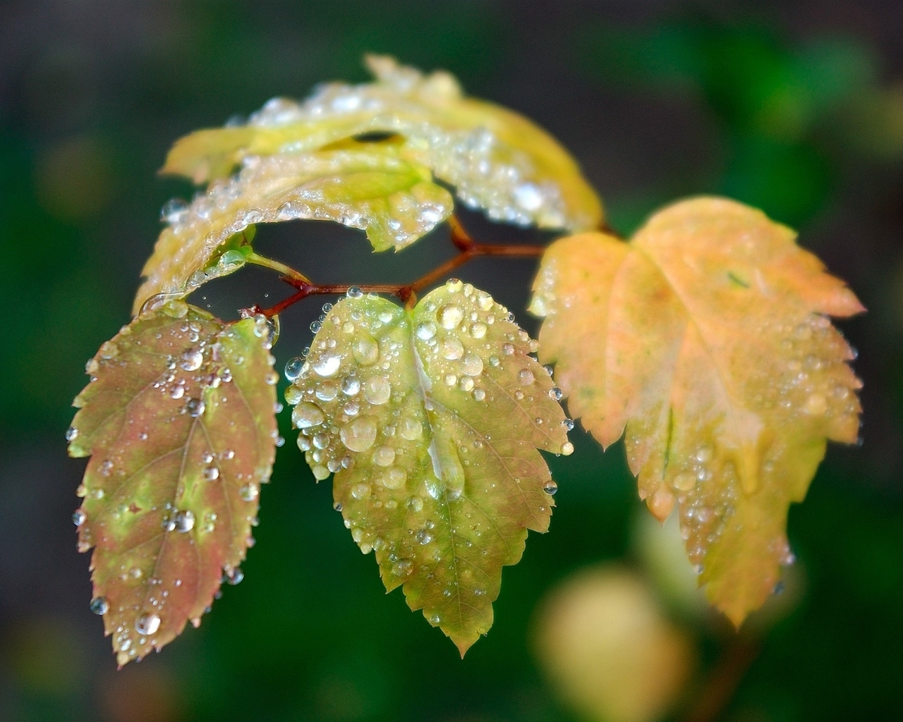 Картинка: Листья, ветка, капли, вода