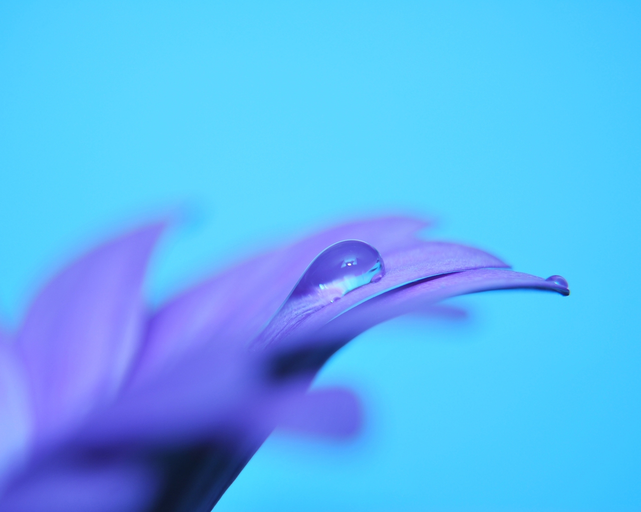 Картинка: Цветок, сиреневый, фиолетовый, капля, голубой фон