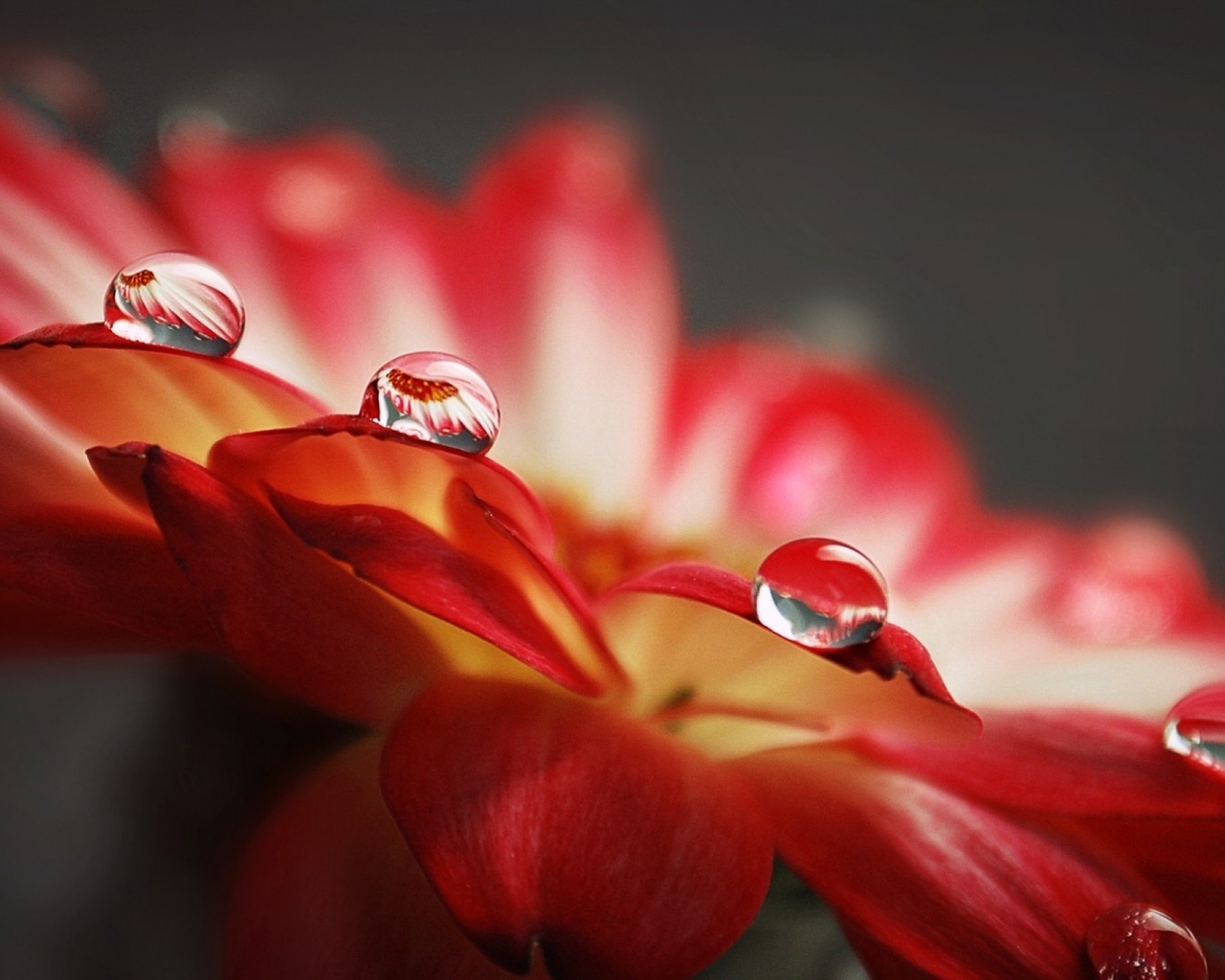 Image: Drops, water, petals, flower, macro, reflection