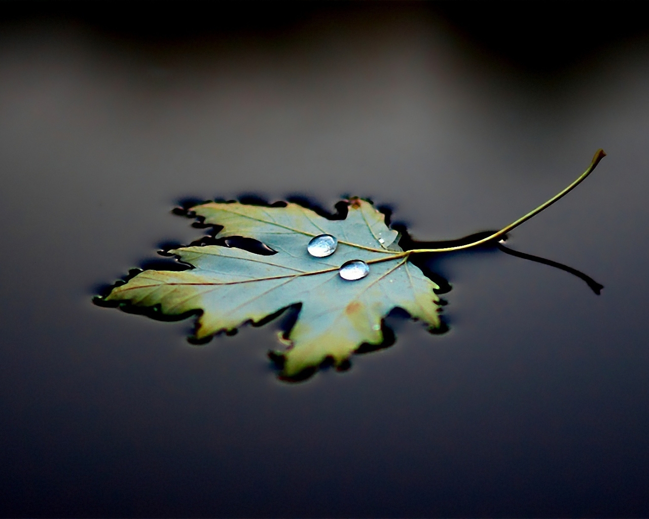 Картинка: Листок, лист, капли, лежит, вода