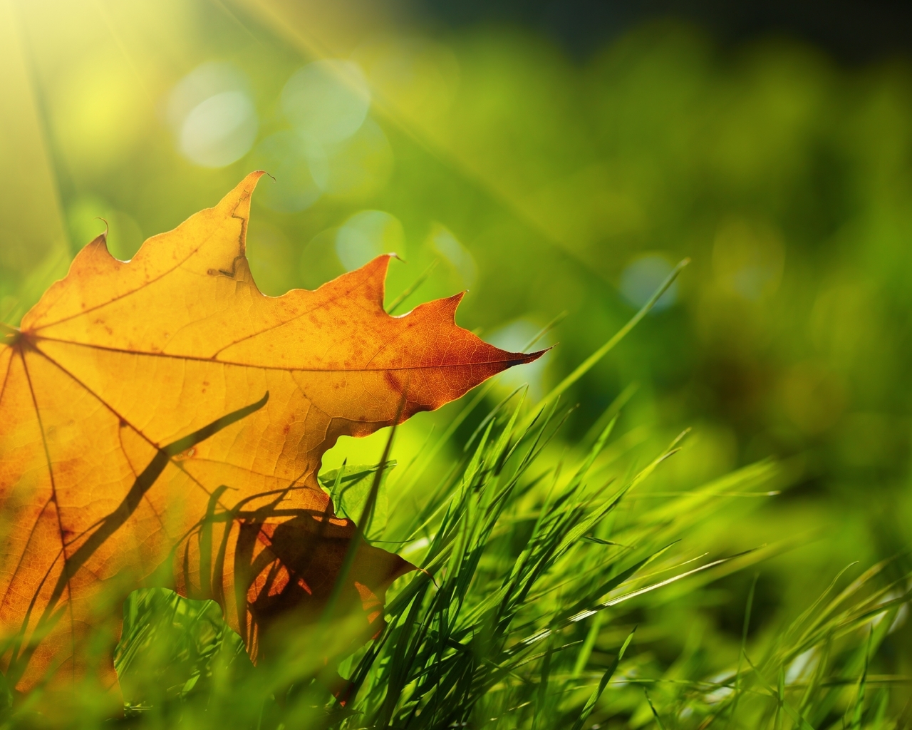 Картинка: Лист, жёлтый, осень, трава