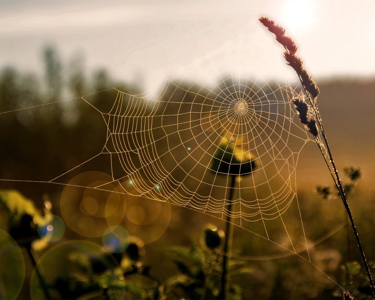 Image: Nature, field, grass, web