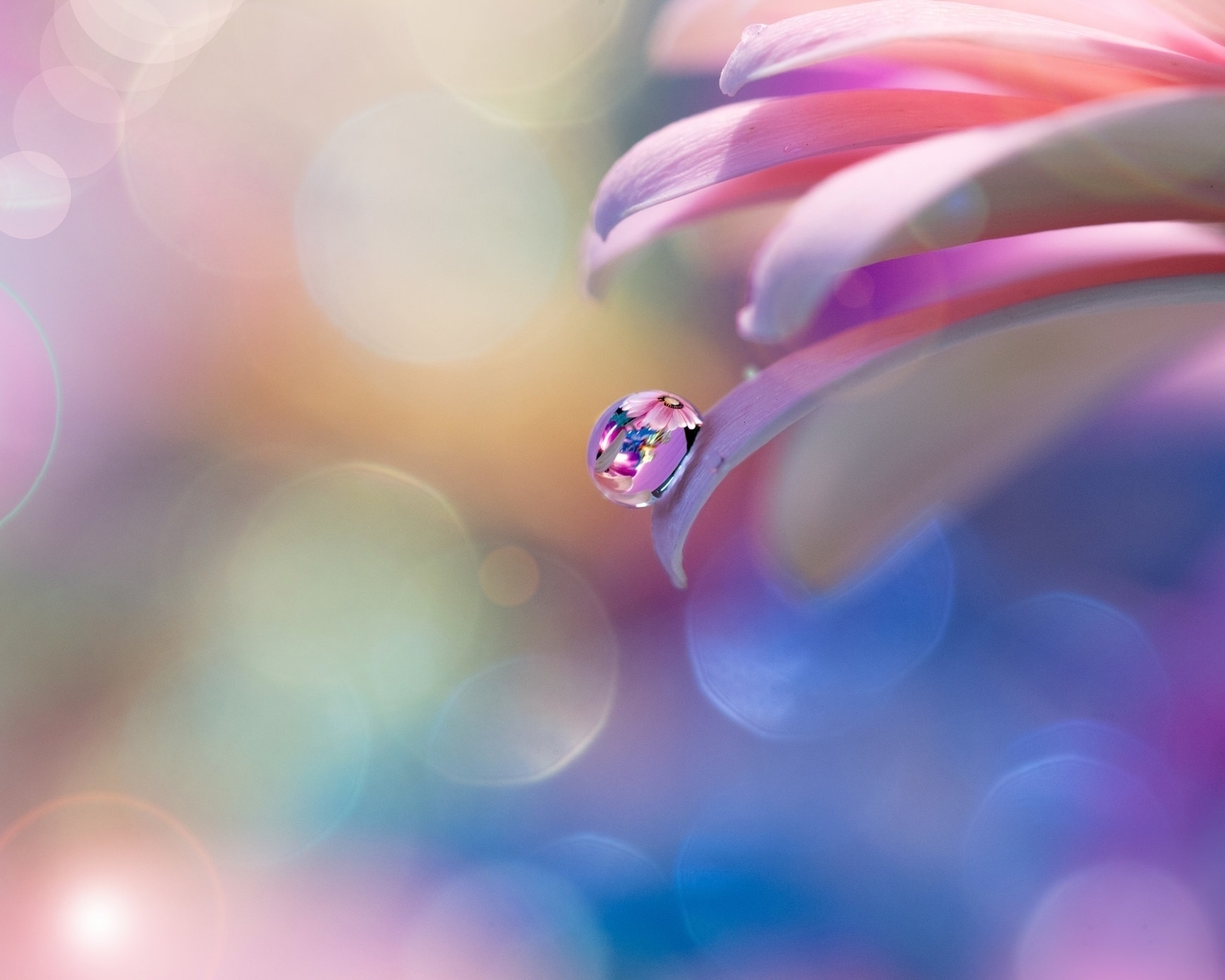 Image: Drop, water, reflection, dew, flower, glare, color