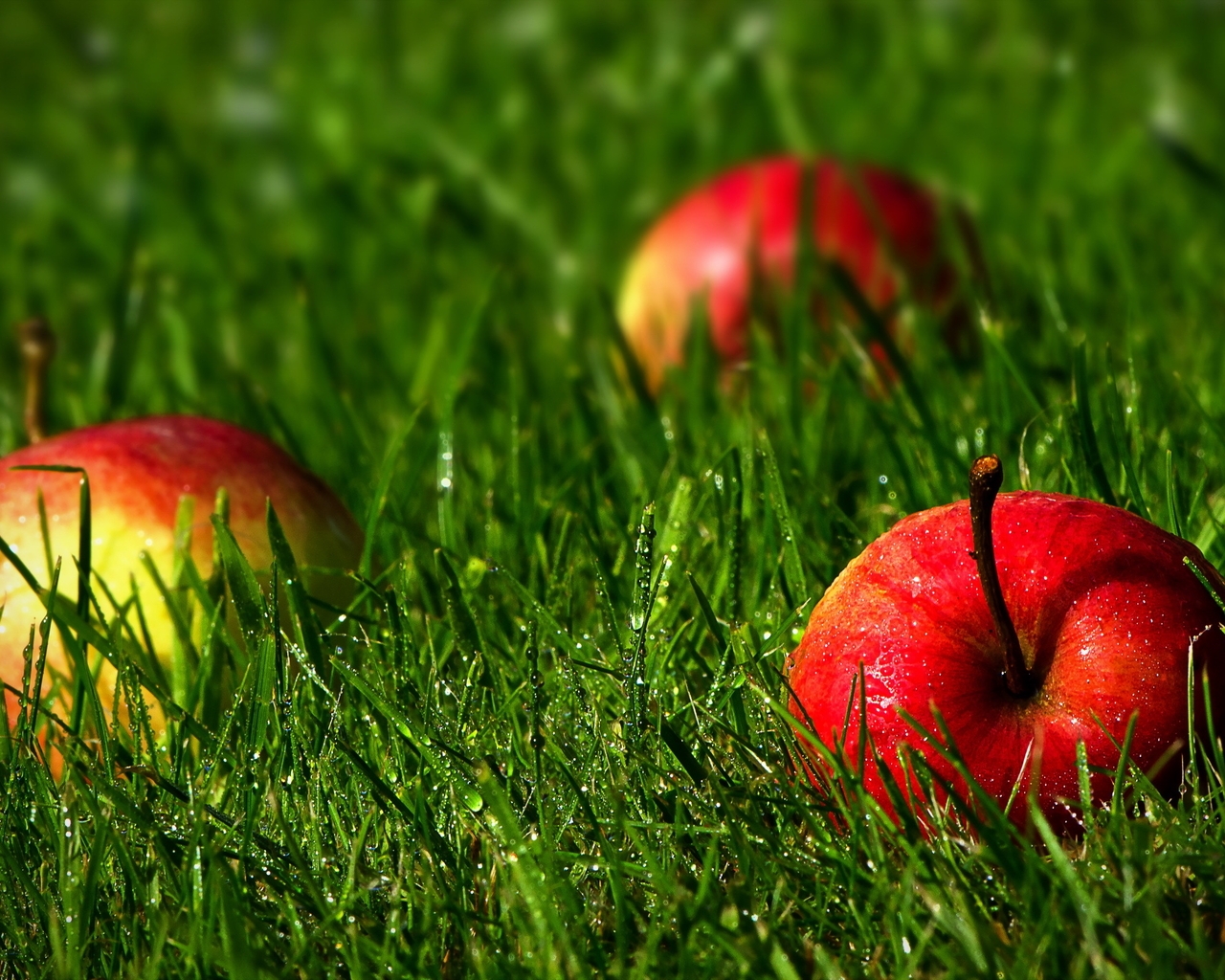 Image: Apples, grass, drops, dew