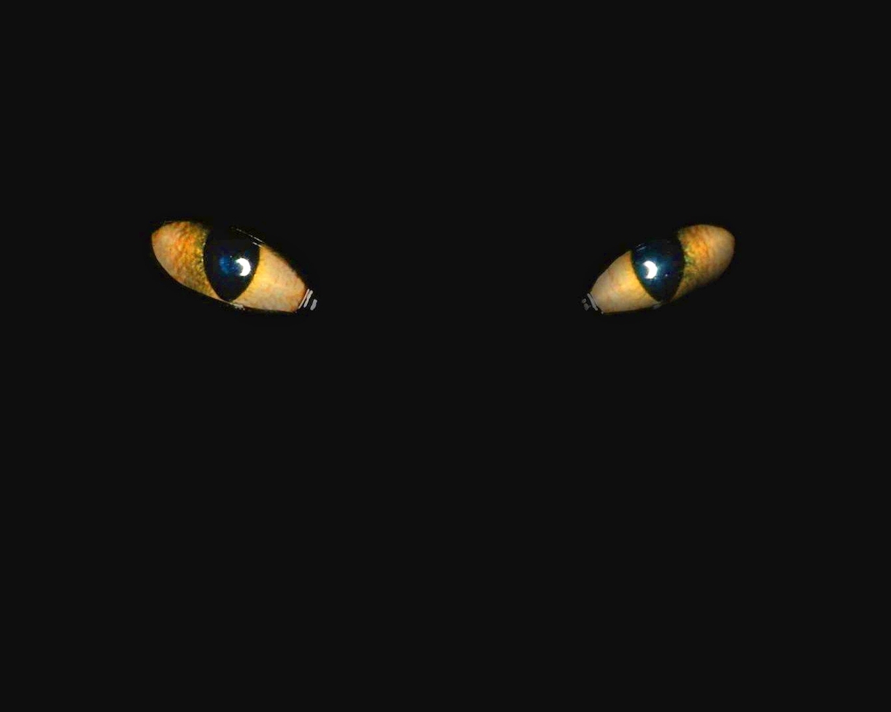 Image: Cat, eyes, black background