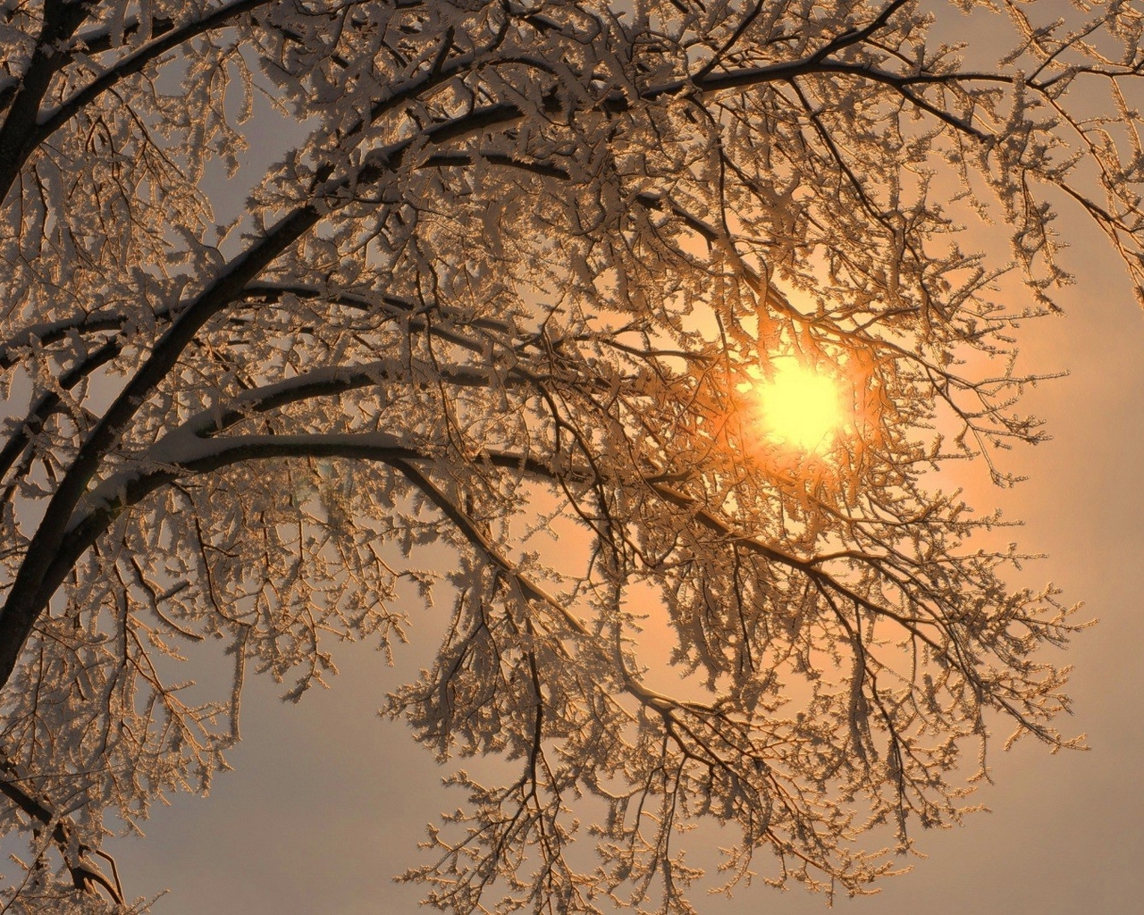Image: Tree, winter, snow, frost, sky, sun