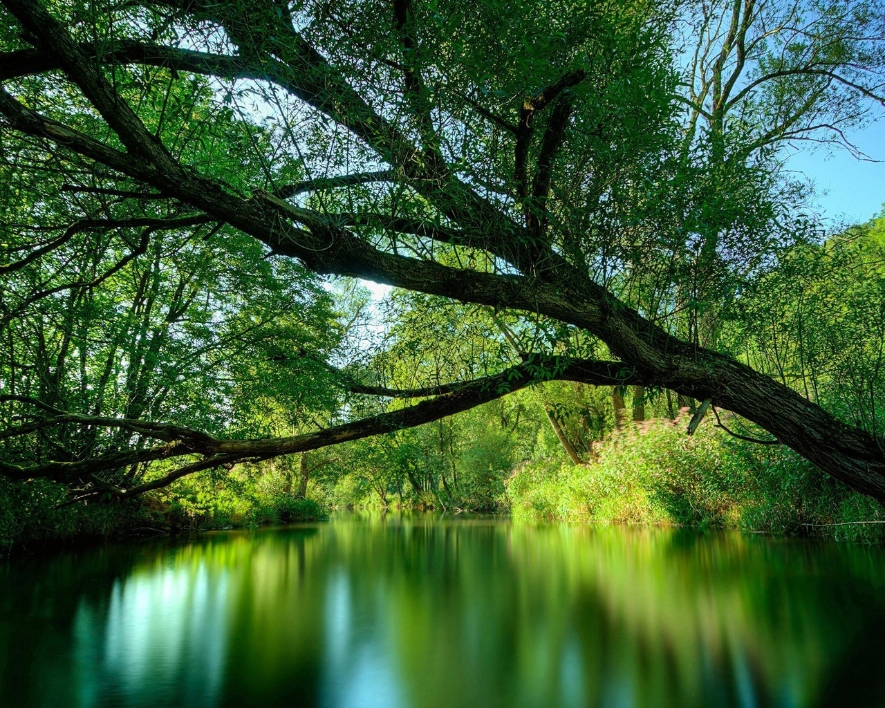 Картинка: Деревья, ветви, листья, крона, зелень, вода, отражение, небо