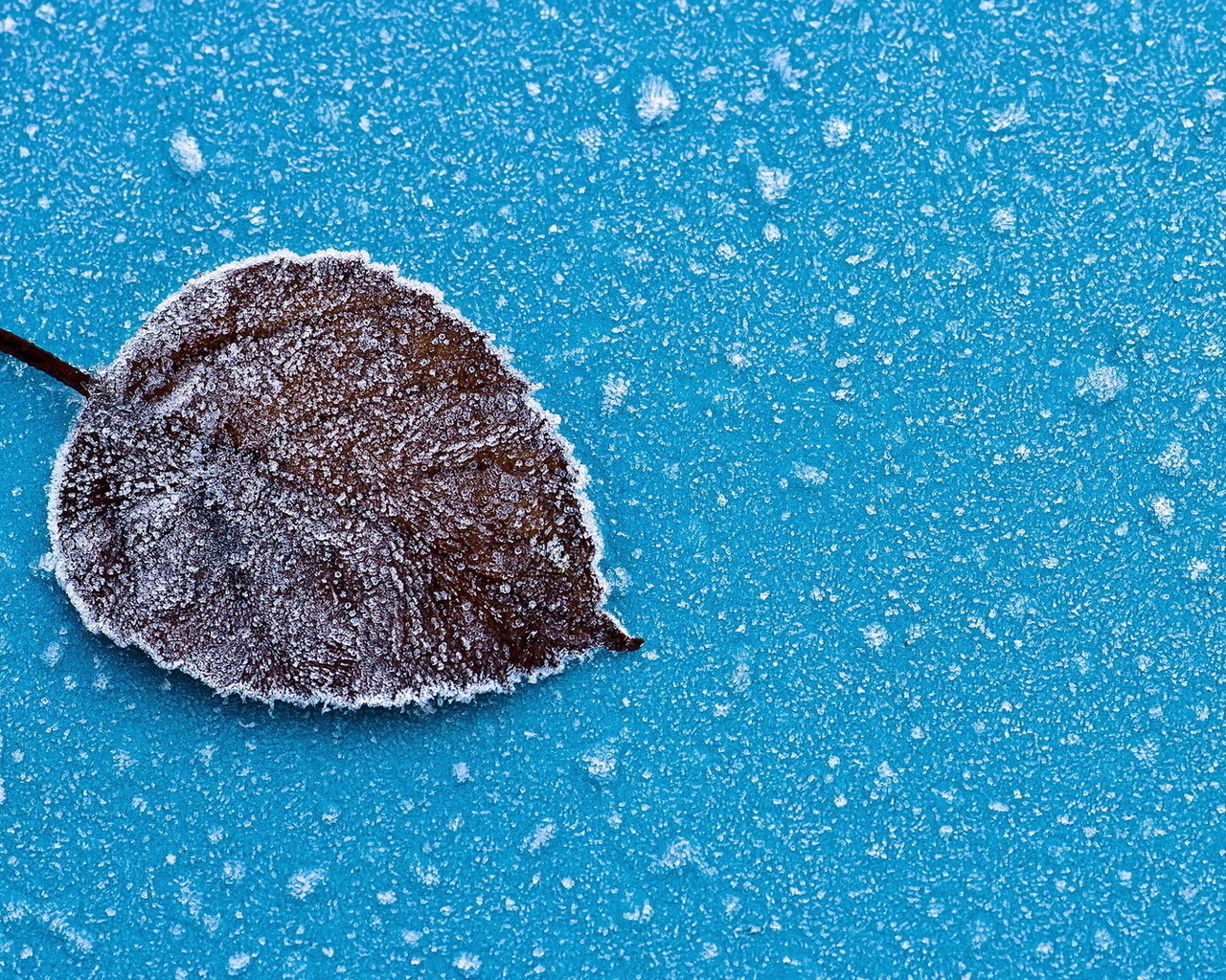 Картинка: Лист, изморозь, капли, снег, иней, голубой фон