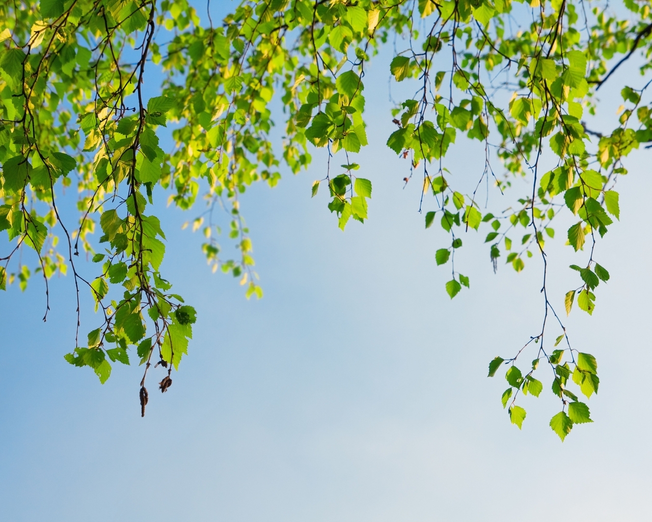 Image: Birch, branches, leaves, sky