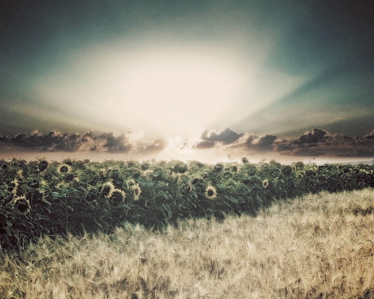 Картинка: Небо, солнечный свет, лучи, облака, дождь, поле, подсолнухи, пшеница