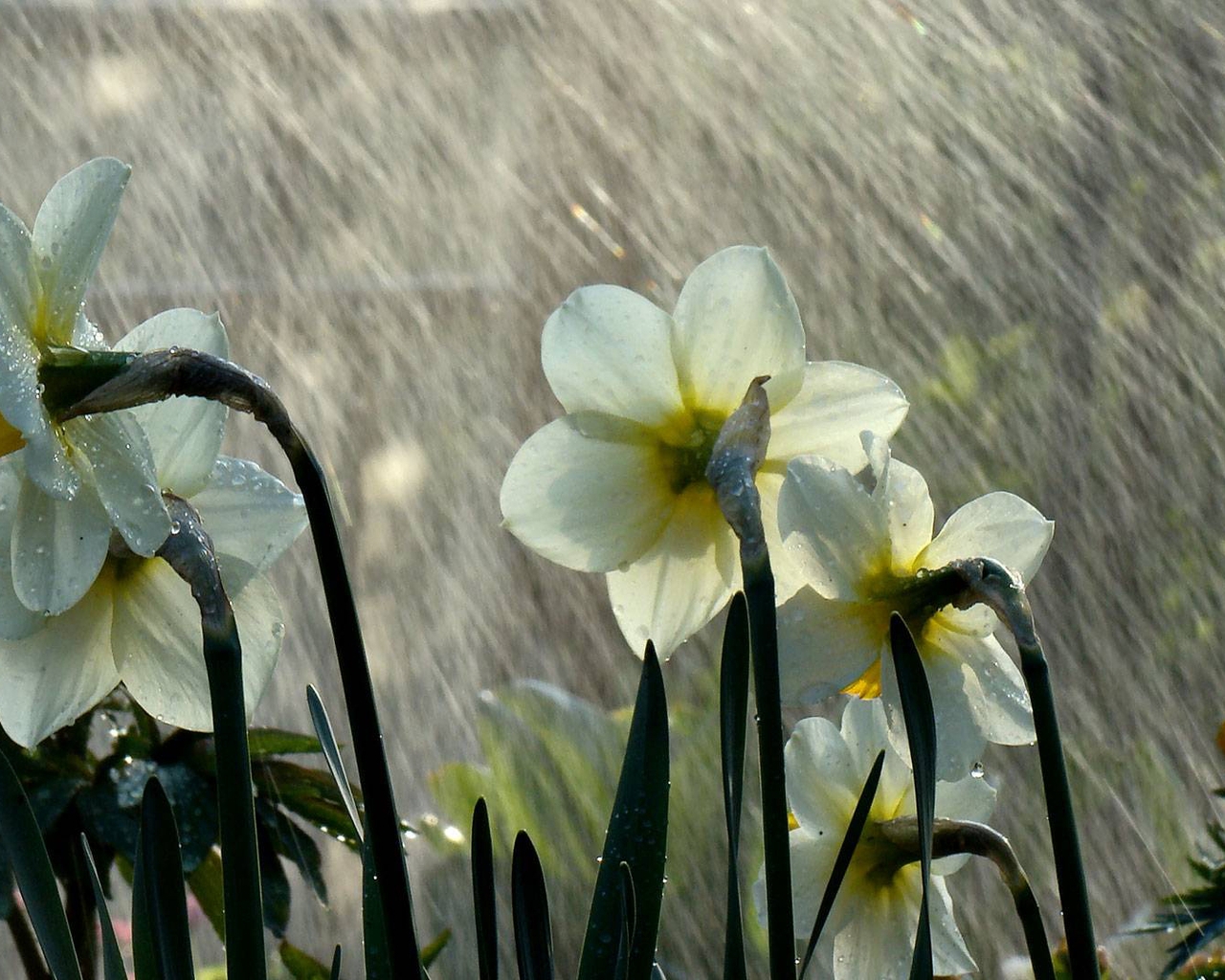 Картинка: Нарциссы, цветы, белые, стебли, дождь, капли