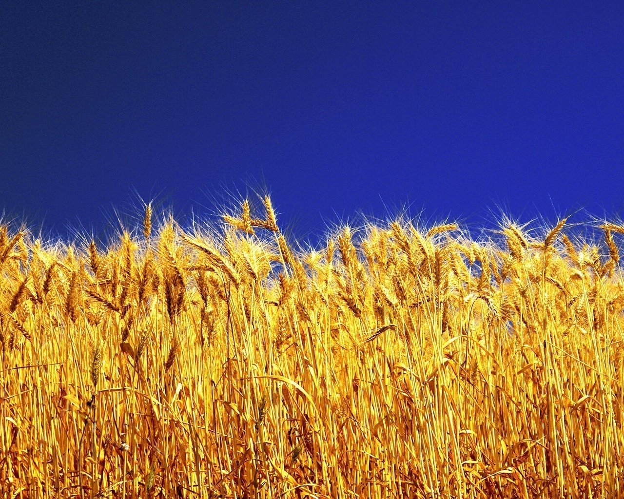 Картинка: Пшеница, колосья, золотые, зерно, растение, небо, синее