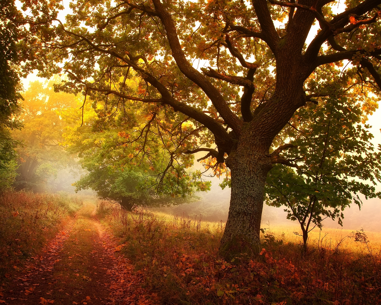 Image: Autumn, forest, tree, branches, leaves, grass, footpath, day, light