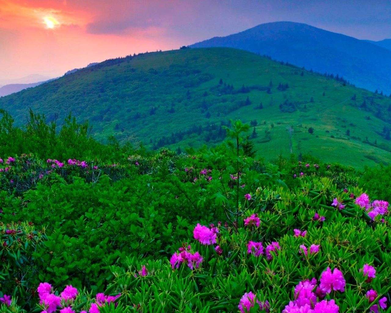 Image: Field, flowers, greenery, mountains, sky, sun, horizon