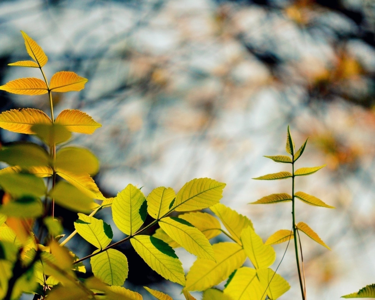 Картинка: Листья, ветки, размытый фон