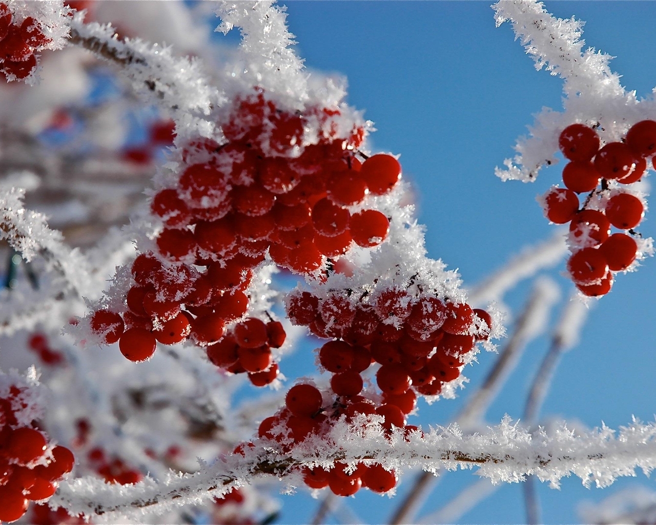 Image: Rowan, red, frost, snow, snowflakes, winter, branches, sky