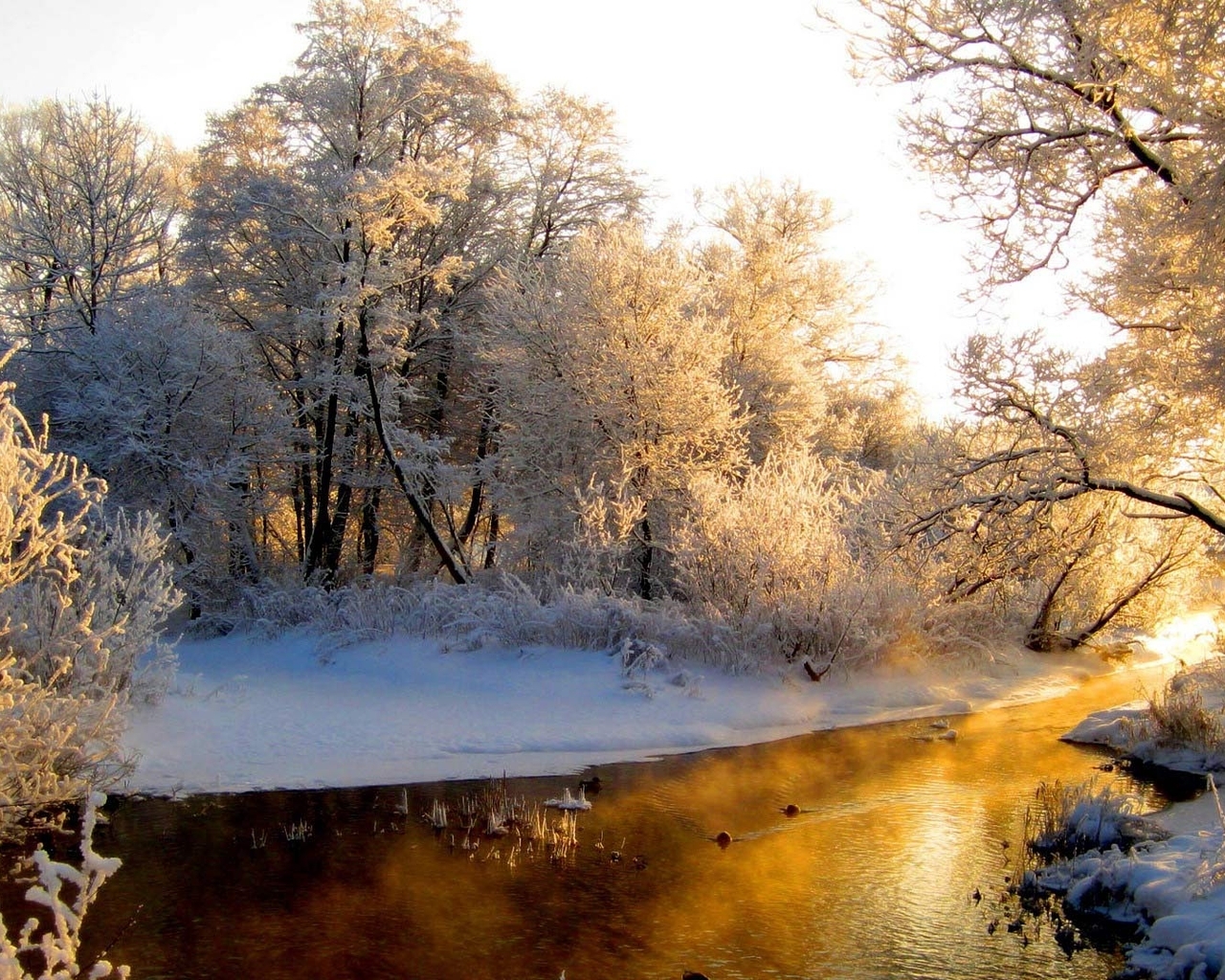 Image: Trees, branches, snow, frost, river, sunset, sky