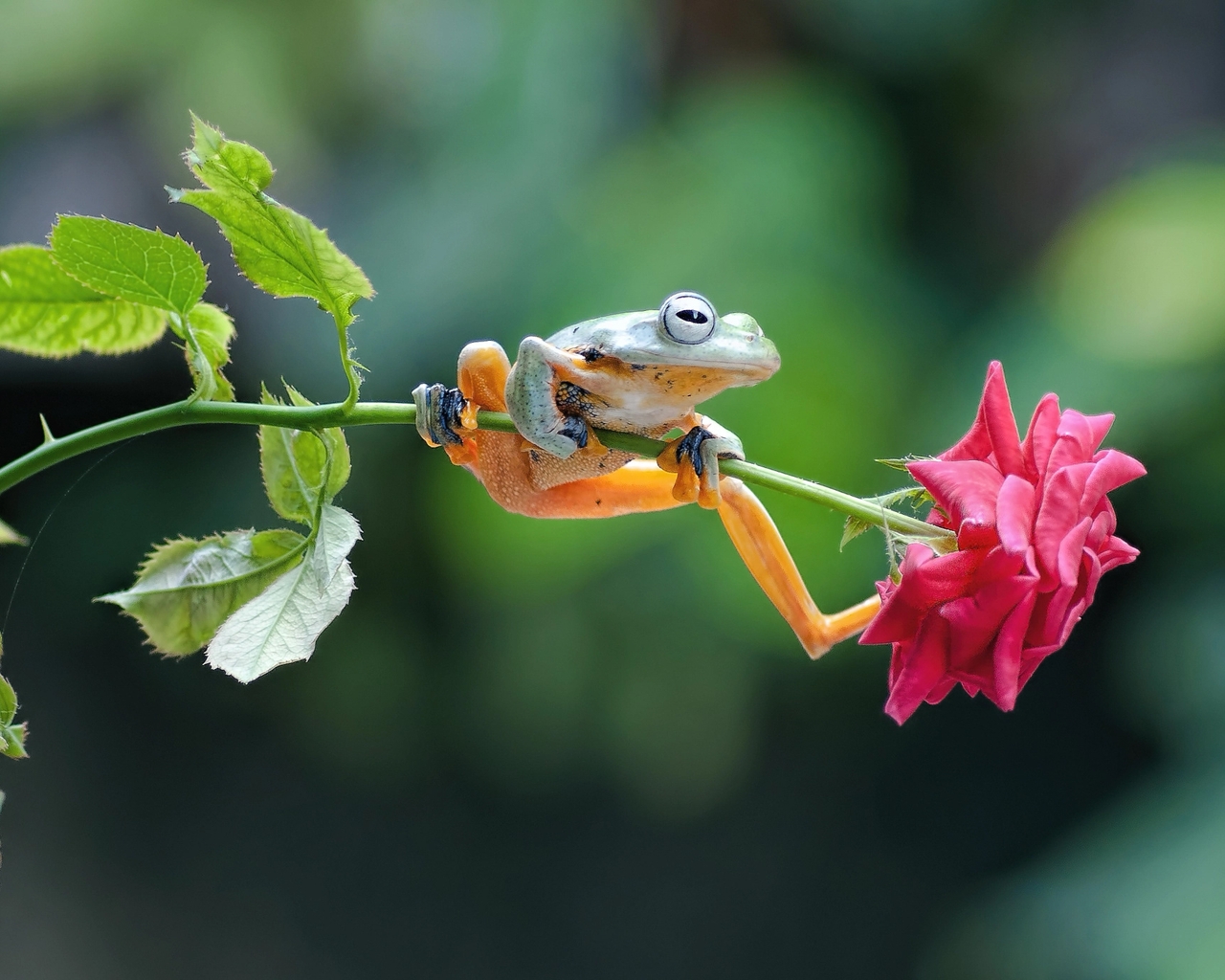 Картинка: Лягушка, сидит, стебель, цветок, роза