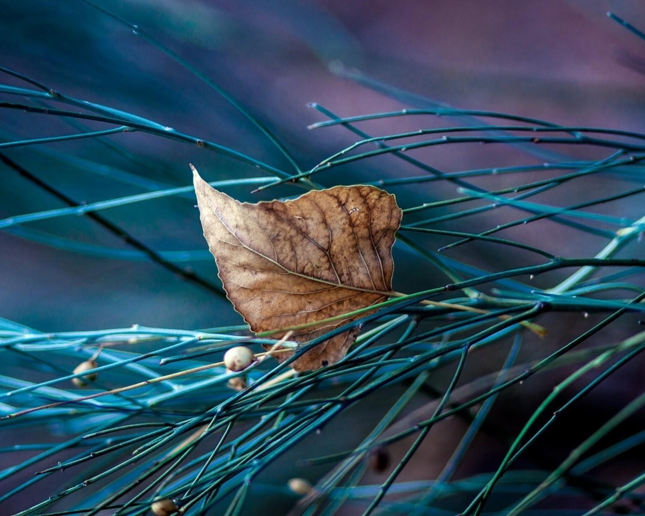 Image: Dry, leaf, fall, spruce, needles