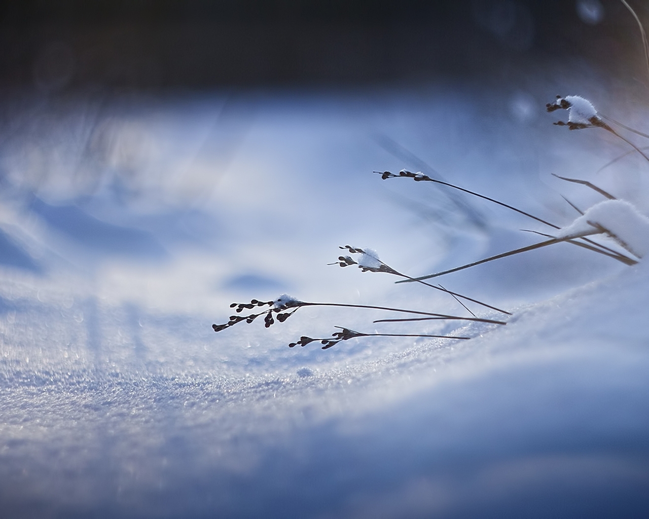 Image: Blade of grass, snow, snowdrift, winter, shadow