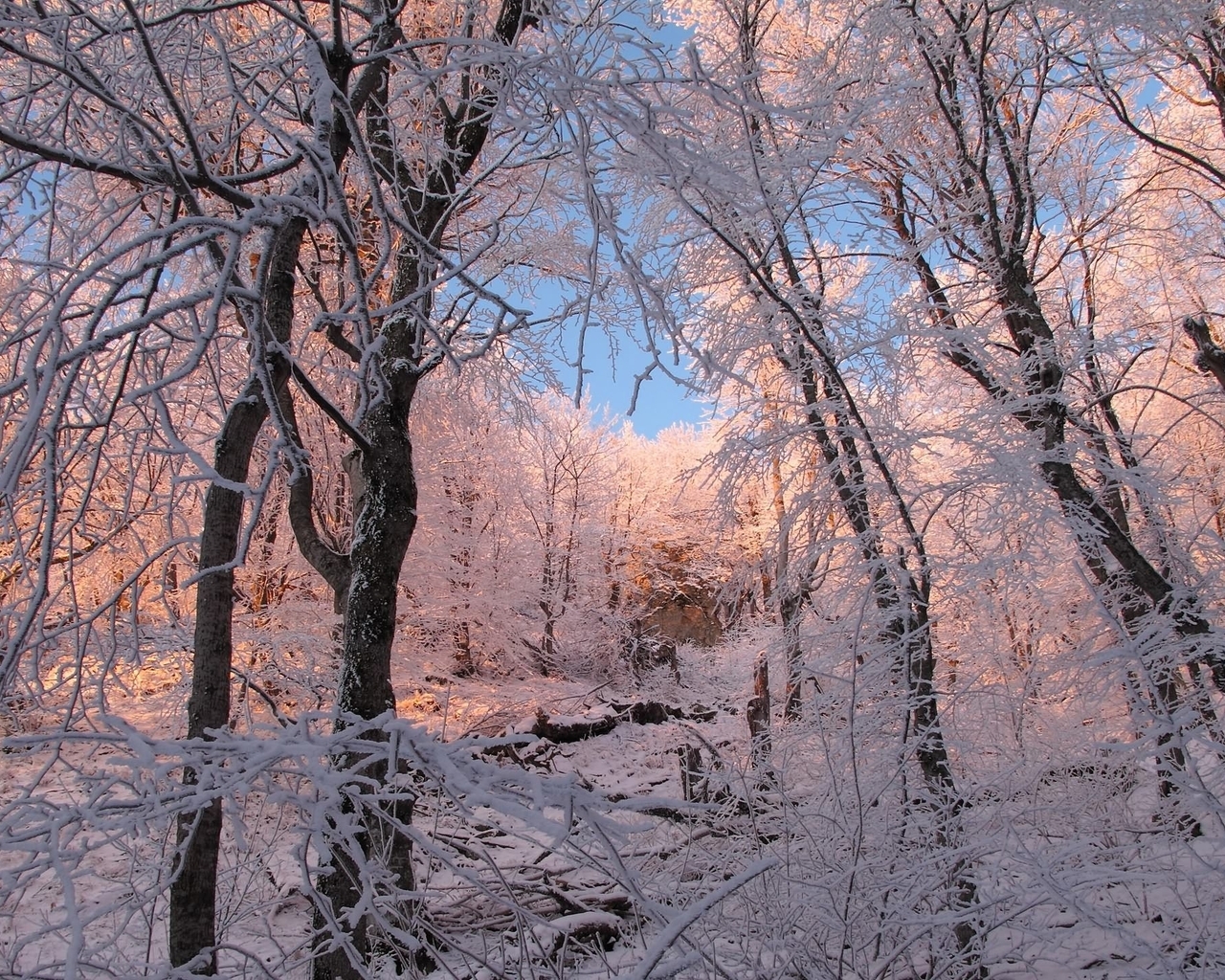 Картинка: Лес, деревья, зима, иней, снег, изморозь
