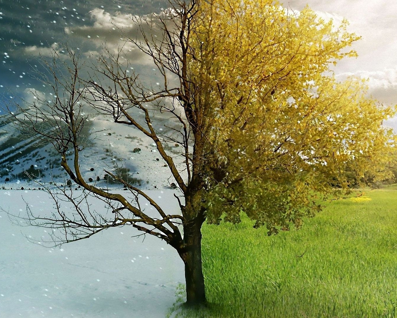 Картинка: Зима, лето, дерево, горы, снег, небо, облака, листья, ветки, трава, поле