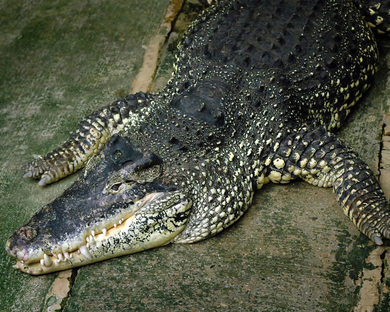 Image: Alligator, crocodile, teeth, predator, reptile