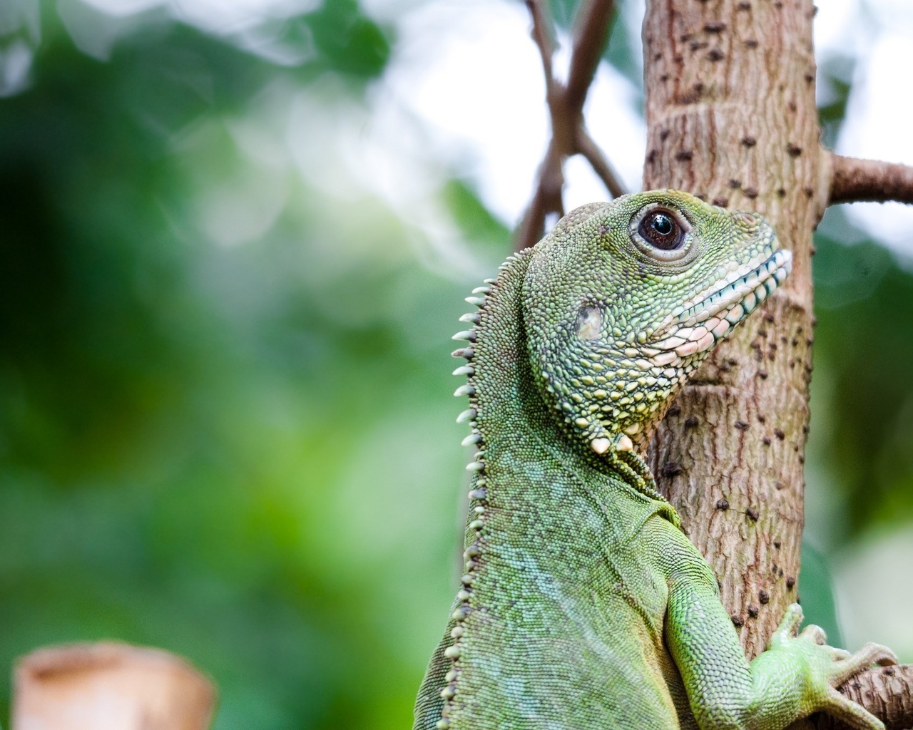 Image: Iguana, green, crawling, tree, branch