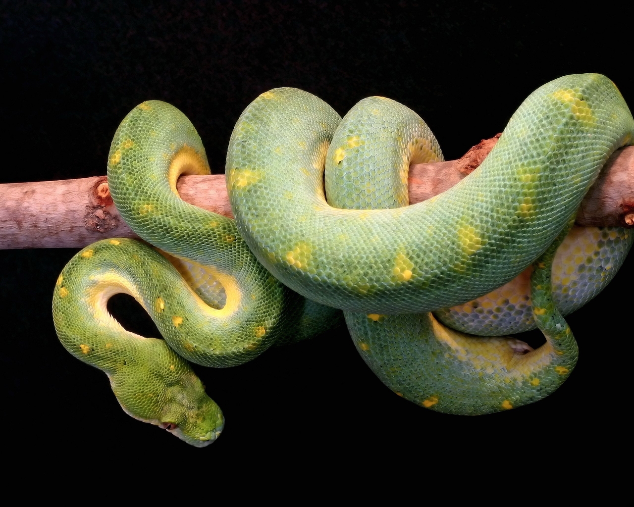 Картинка: Змея, чешуя, ветка, висит, Собакоголовый удав, зелёный, Зелёный древесный удав